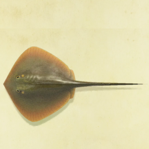 エイの値段と捕まえるコツ