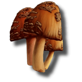 レアマッシュルーム