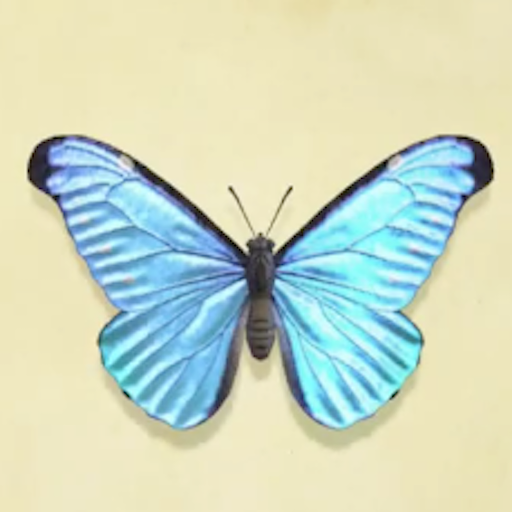 モルフォチョウの値段と捕まえるコツ