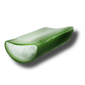 サボテンの樹液