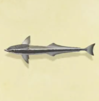 コバンザメの値段と捕まえるコツ