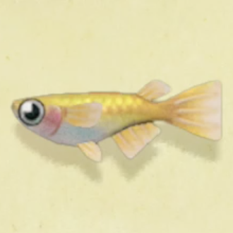 メダカの値段と捕まえるコツ