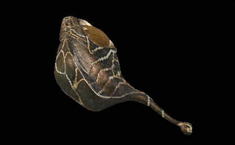 コロサル＝ダオラ改