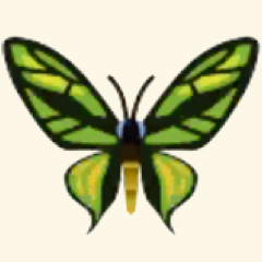 ゴクラクトリバネアゲハ