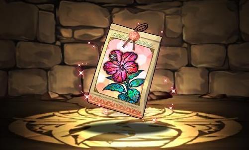 ハイビスカスの種子