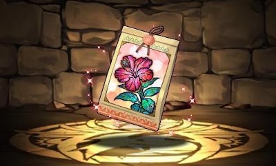 ハイビスカスの種子