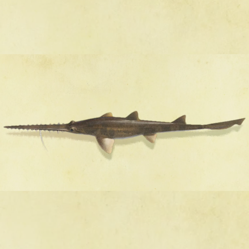 ノコギリザメの値段と捕まえるコツ