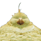 デブチョコボアイコン