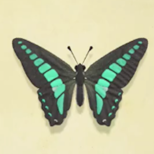 アオスジアゲハの値段と捕まえるコツ