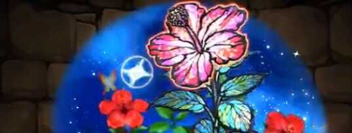 ハイビスカスの星光華