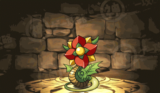 ドラゴンフラワー