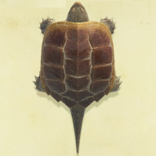 カミツキガメの値段と捕まえるコツ