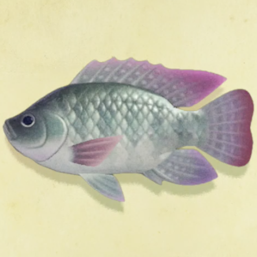 ティラピアの値段と捕まえるコツ