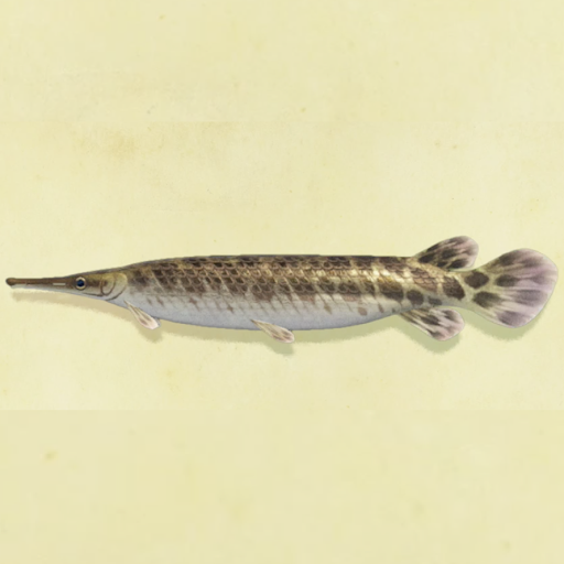 ガーの値段と捕まえるコツ