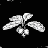 ウィンターグリーンベリー