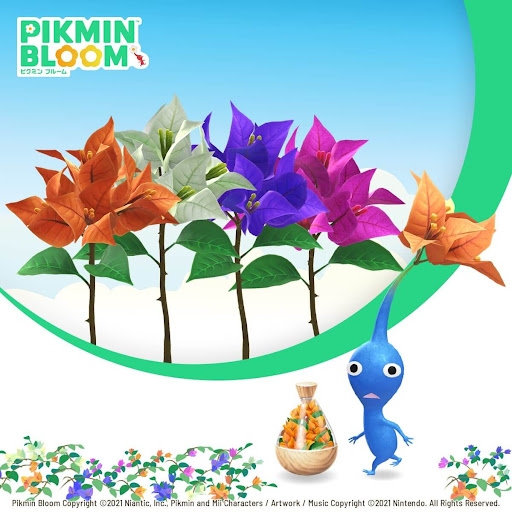 ブーゲンビリア