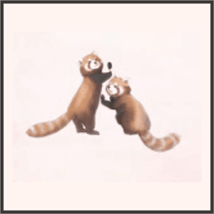 おねだりレッサーパンダ