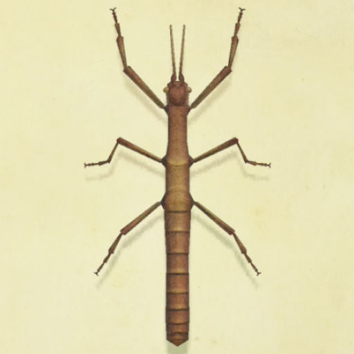 ナナフシの値段と捕まえるコツ