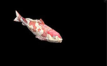 早来恋・春夜鯉砲