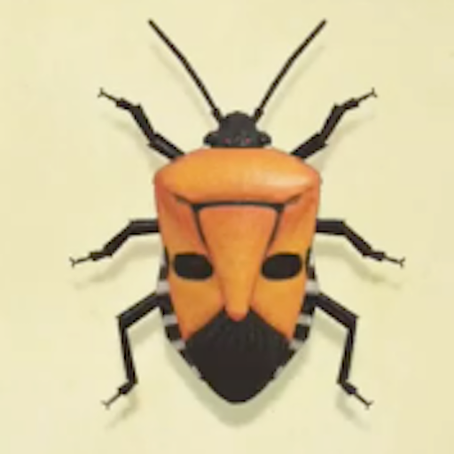 ジンメンカメムシの値段と捕まえるコツ