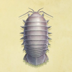 ダイオウグソクムシ