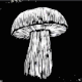 ニセイロガワリ