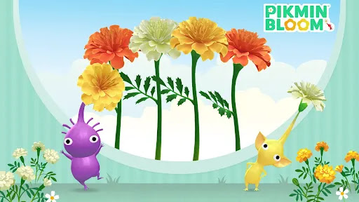 マリーゴールド