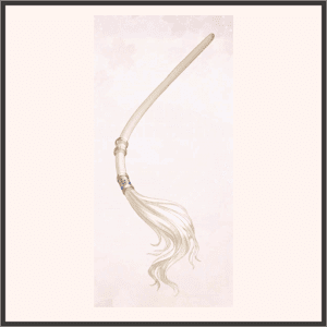 アヌビスの尾-昼