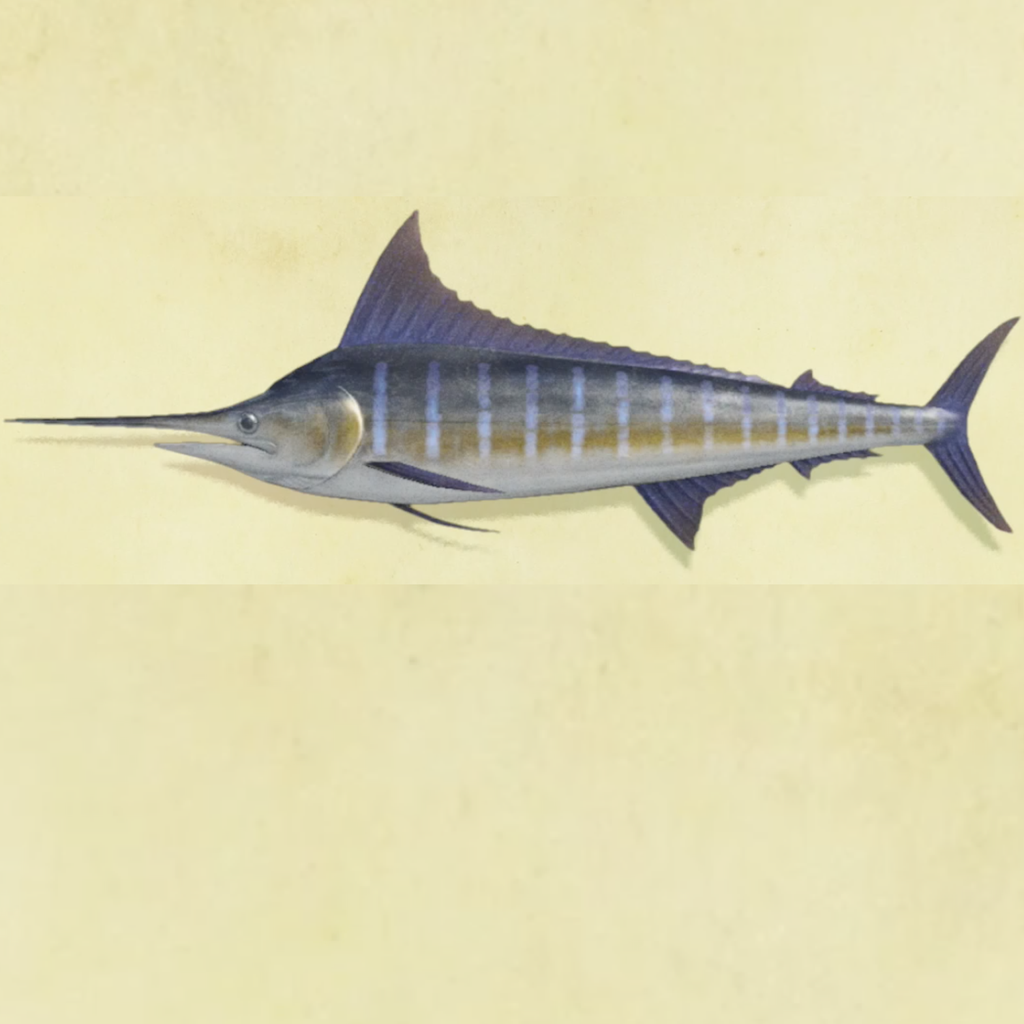 カジキの値段と捕まえるコツ